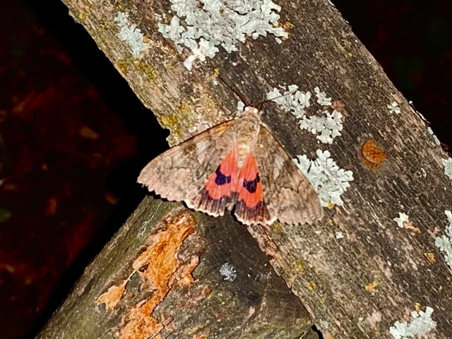 Catocala nupta - piros övesbagoly Catocala nupta - piros övesbagoly