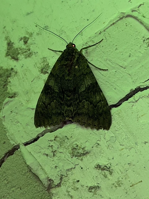 Catocala nupta - piros övesbagoly Catocala nupta - piros övesbagoly