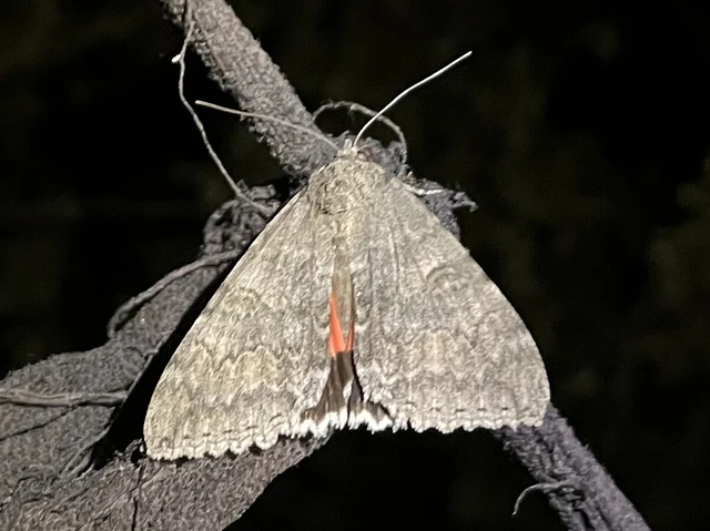 Catocala nupta - piros övesbagoly Catocala nupta - piros övesbagoly
