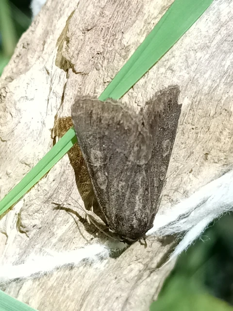 Thalpophila matura - fakó erdeibagoly