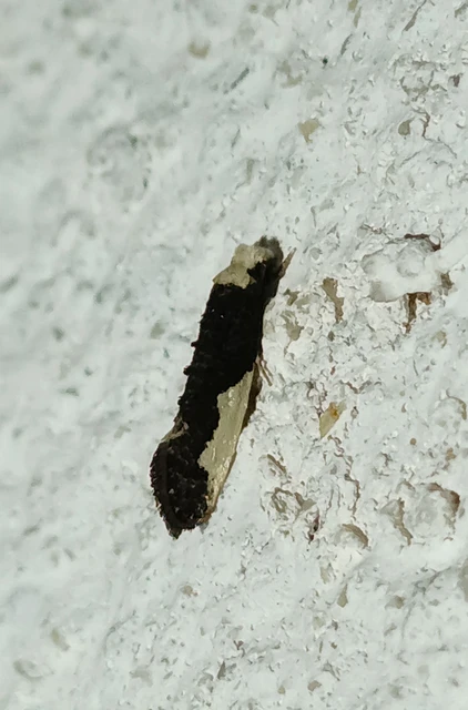 Monopis monachella - apácamoly Monopis monachella - apácamoly