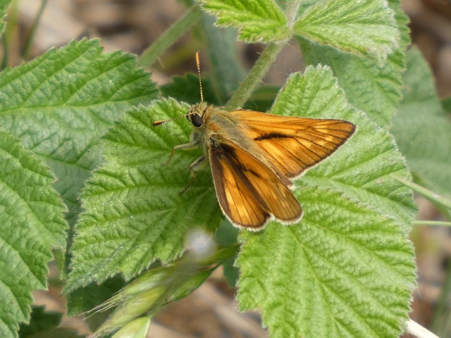 Ochlodes sylvanus - erdei busalepke