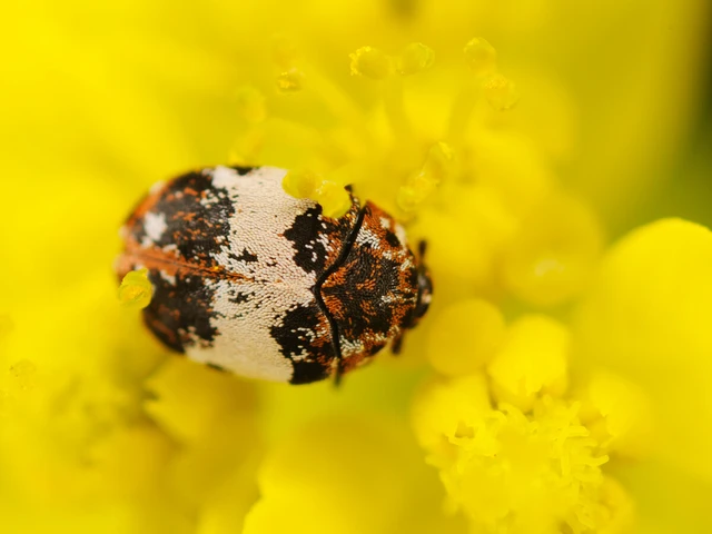 Anthrenus querneri
