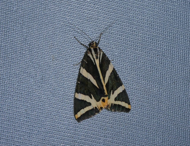 Euplagia quadripunctaria - csíkos medvelepke