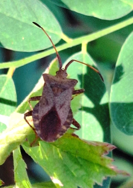 Coreus marginatus - közönséges karimáspoloska Coreus marginatus - közönséges karimáspoloska