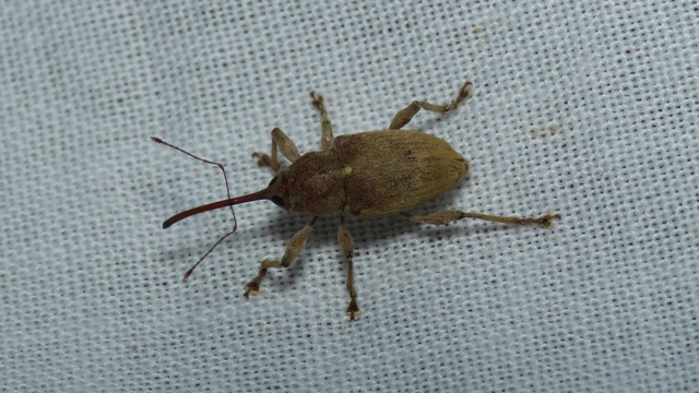 Curculio propinquus - halvány zsuzsóka