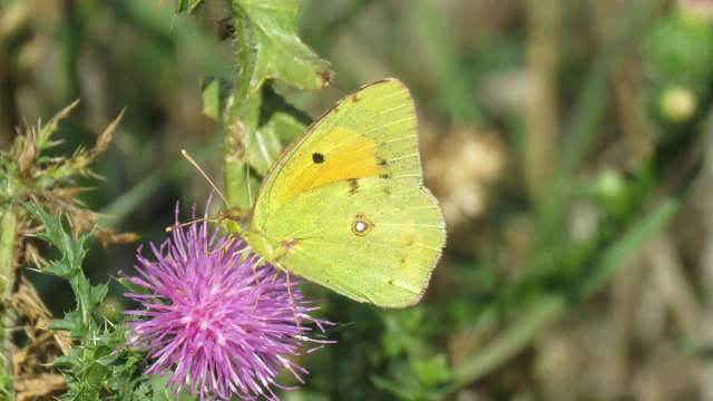 Colias croceus - sáfránylepke