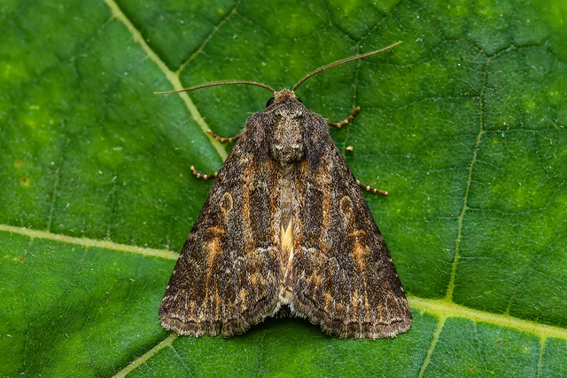 Thalpophila matura - fakó erdeibagoly
