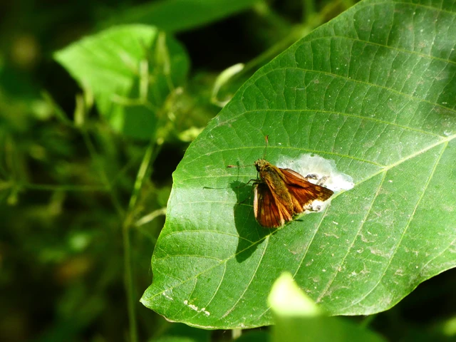 Ochlodes sylvanus - erdei busalepke