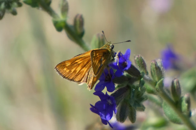 Ochlodes sylvanus - erdei busalepke