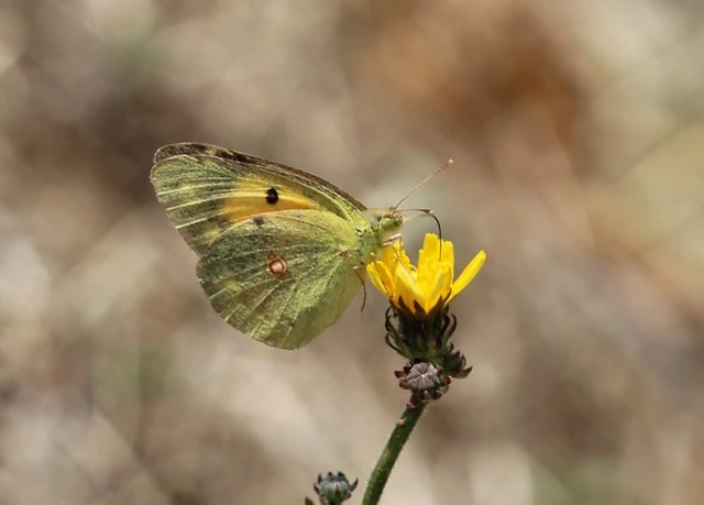 Colias croceus - sáfránylepke