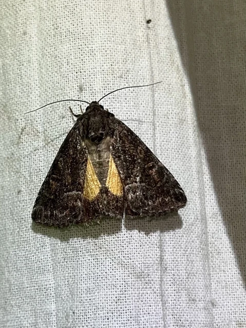 Thalpophila matura - fakó erdeibagoly