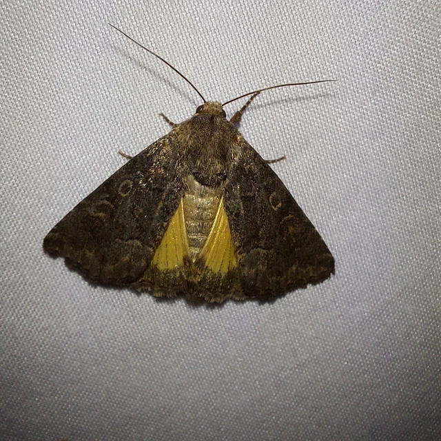 Thalpophila matura - fakó erdeibagoly