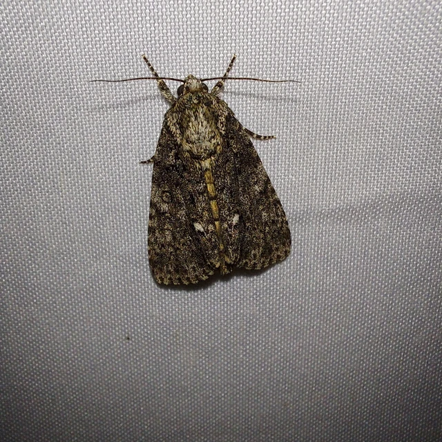 Acronicta rumicis - sóska-szigonyosbagoly