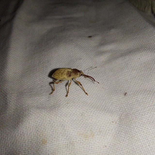 Curculio propinquus - halvány zsuzsóka