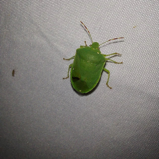 Nezara viridula - zöld vándorpoloska Nezara viridula - zöld vándorpoloska
