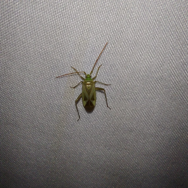 Adelphocoris lineolatus - lucernapoloska Adelphocoris lineolatus - lucernapoloska