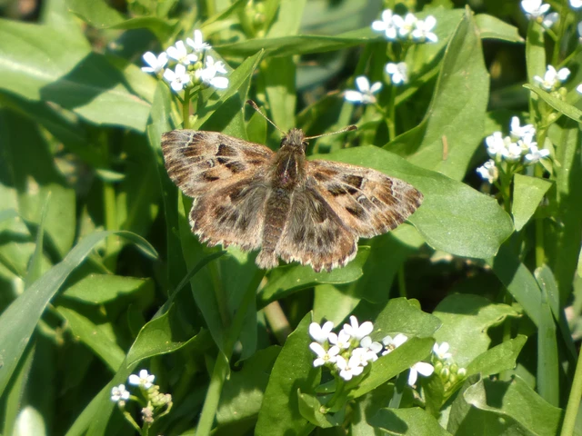 Carcharodus alceae - mályva-busalepke