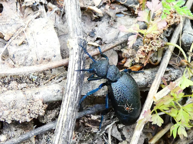 Meloe cicatricosus - óriásnünüke