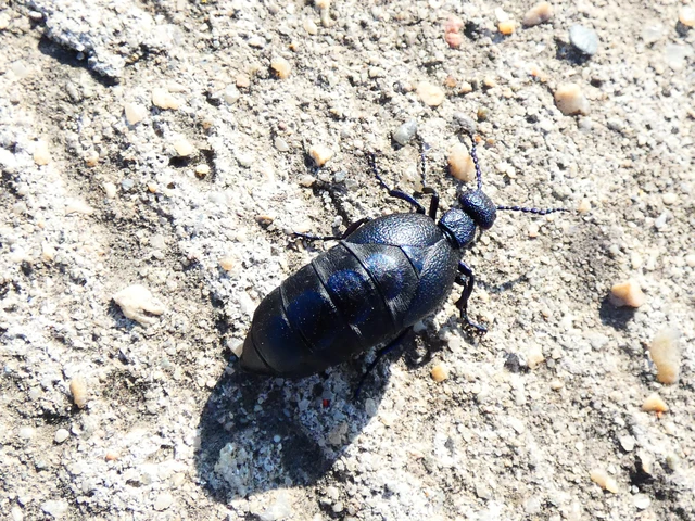 Meloe proscarabaeus - közönséges nünüke