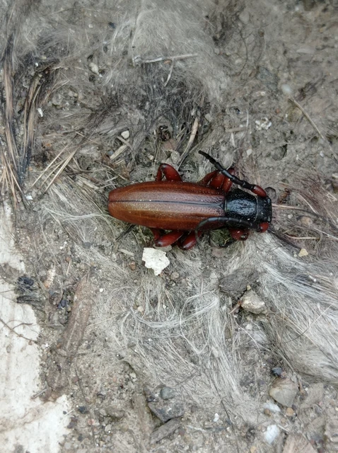 Dorcadion fulvum - barna gyalogcincér