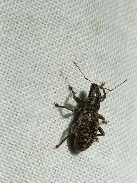 Brachyderes incanus - csillámló ormányos