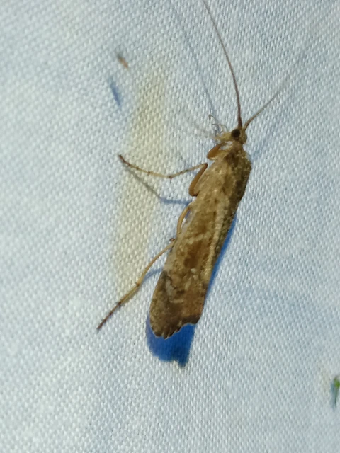 Trichoptera - Tegzesek