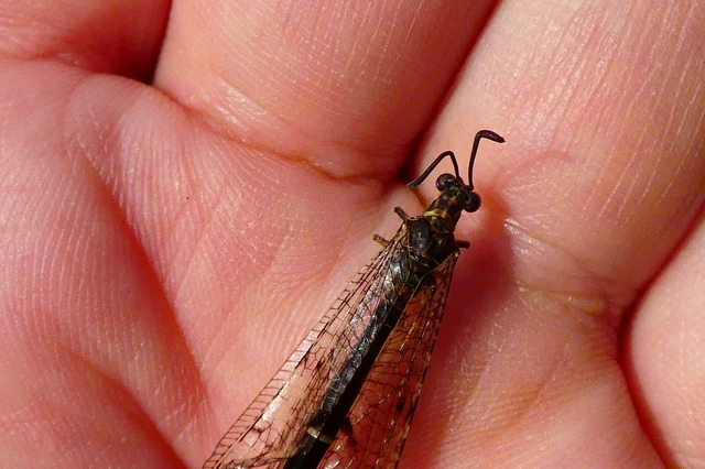 Distoleon tetragrammicus - négyfoltos hangyaleső Distoleon tetragrammicus - négyfoltos hangyaleső