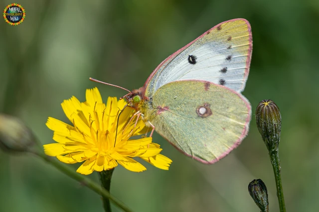 Colias croceus - sáfránylepke