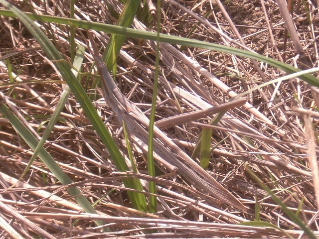 Acrida ungarica - sisakos sáska
