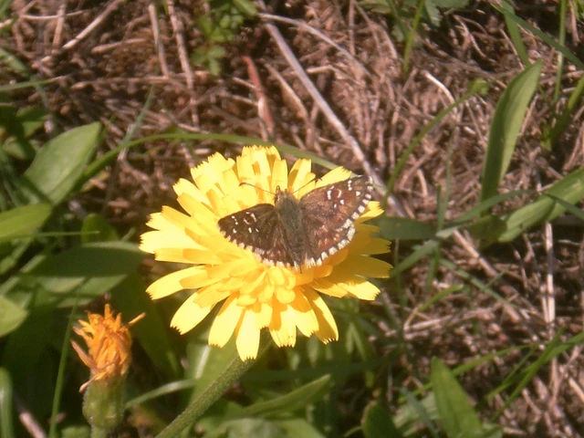 Pyrgus armoricanus - feles busalepke