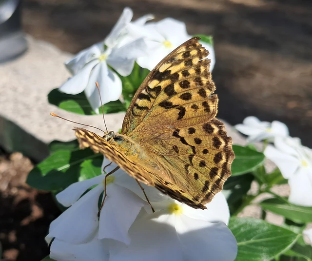 Argynnis pandora - zöldes gyöngyházlepke Argynnis pandora - zöldes gyöngyházlepke