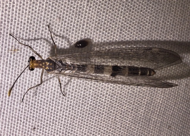 Megistopus flavicornis - kétfoltos hangyaleső Megistopus flavicornis - kétfoltos hangyaleső