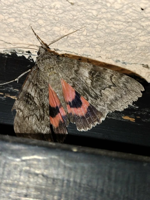 Catocala nupta - piros övesbagoly Catocala nupta - piros övesbagoly