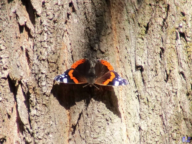 Vanessa atalanta - atalantalepke