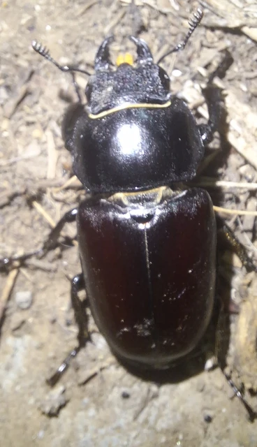 Lucanus cervus - nagy szarvasbogár
