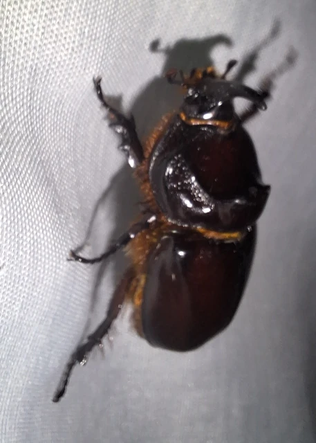 Oryctes nasicornis - orrszarvú bogár Oryctes nasicornis - orrszarvú bogár