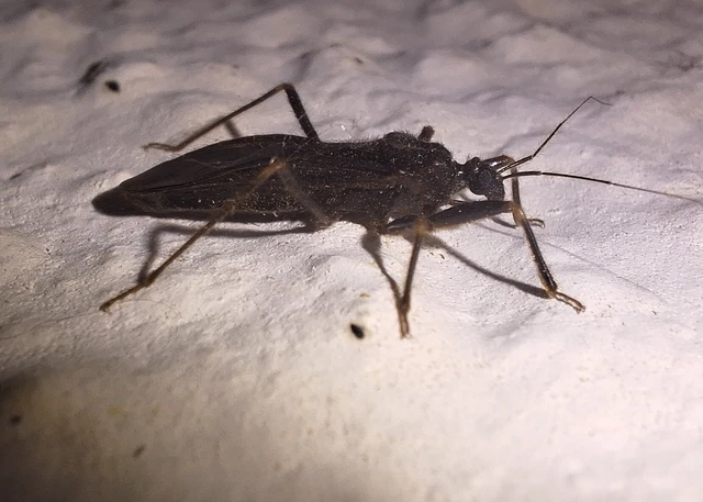 Reduvius personatus - szemetes zugpoloska Reduvius personatus - szemetes zugpoloska
