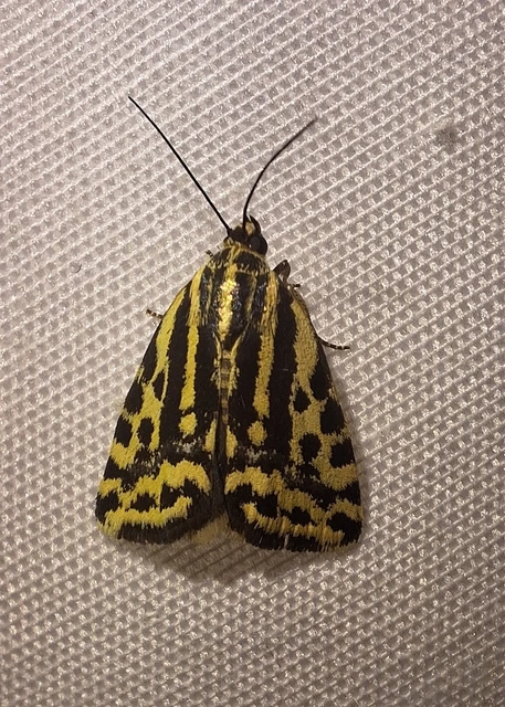 Emmelia trabealis - zebrabagoly