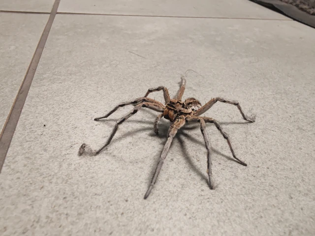 Geolycosa vultuosa - pokoli cselőpók