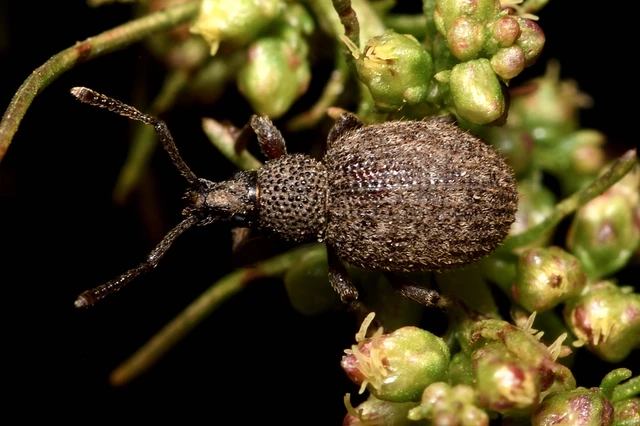Otiorhynchus hystrix - sörtés gyalogormányos