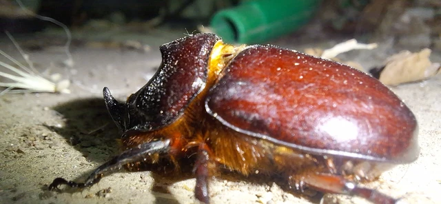 Oryctes nasicornis - orrszarvú bogár Oryctes nasicornis - orrszarvú bogár