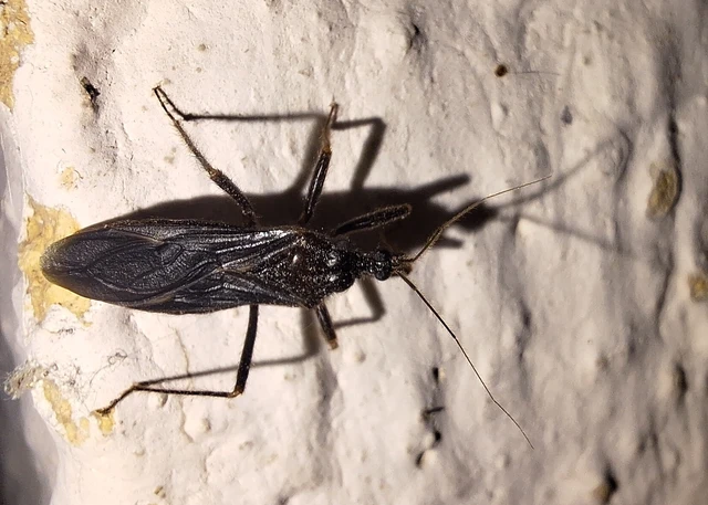 Reduvius personatus - szemetes zugpoloska Reduvius personatus - szemetes zugpoloska