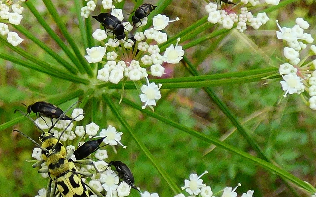 Variimorda villosa - szalagos maróka Variimorda villosa - szalagos maróka