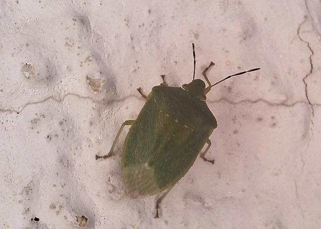 Nezara viridula - zöld vándorpoloska Nezara viridula - zöld vándorpoloska