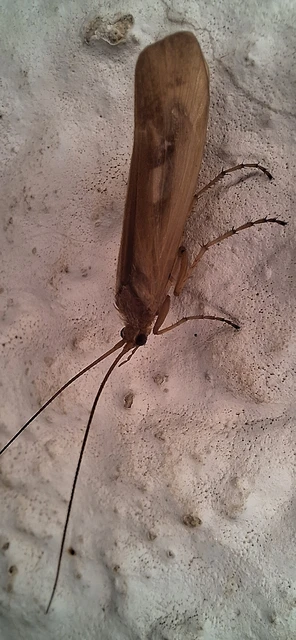 Trichoptera - Tegzesek