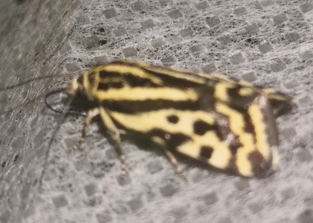 Emmelia trabealis - zebrabagoly