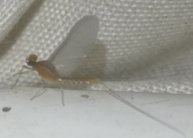Ephemeroptera - Kérészek Ephemeroptera - Kérészek