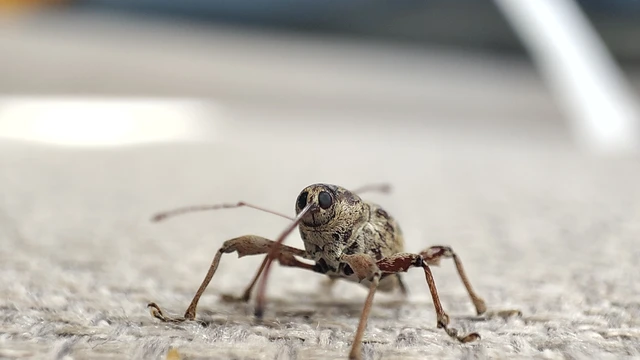 Curculio elephas - gesztenyezsuzsóka