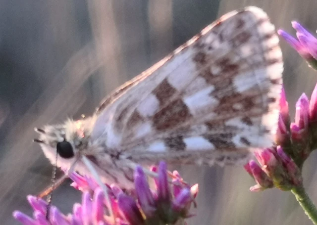 Pyrgus armoricanus - feles busalepke